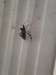 Coreoidea