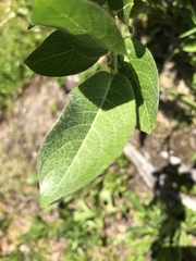 Salix commutata