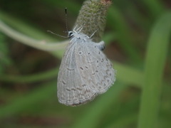 Celastrina