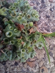 Marchantia polymorpha ruderalis