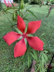 Hibiscus coccineus