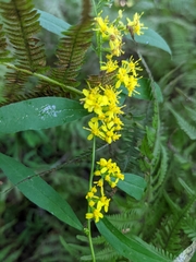 Solidago caesia