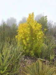 Leucadendron eucalyptifolium