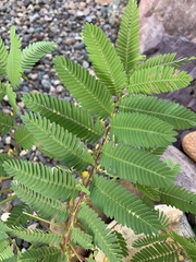 Chamaecrista