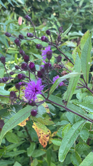 Vernonia noveboracensis