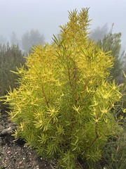 Leucadendron eucalyptifolium