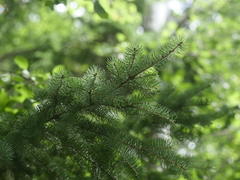 Picea rubens
