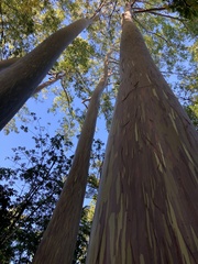 Eucalyptus deglupta