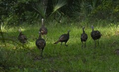 Meleagris gallopavo osceola