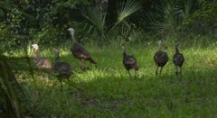 Meleagris gallopavo osceola