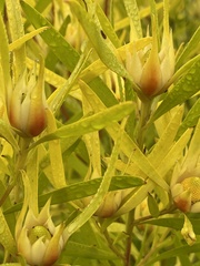 Leucadendron eucalyptifolium