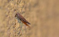 Pyroderces argyrogrammos