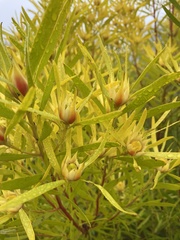 Leucadendron eucalyptifolium