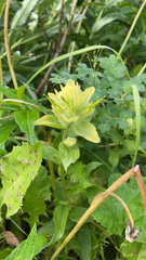 Castilleja unalaschcensis