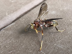 Polistes metricus