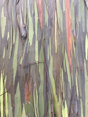 Eucalyptus deglupta