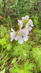 Geranium erianthum