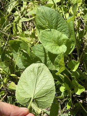 Viola odorata
