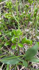 Ericaceae