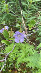 Geranium erianthum