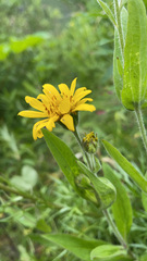 Arnica latifolia