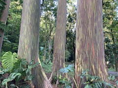 Eucalyptus deglupta
