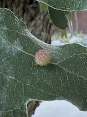 Acraspis quercushirta