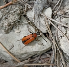 Stictoleptura rubra