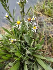 Tripolium pannonicum