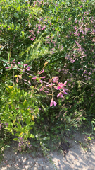 Lespedeza bicolor