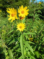 Helianthus grosseserratus
