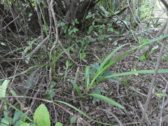 Eulophia taitensis