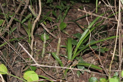Eulophia taitensis