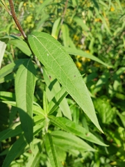 Helianthus grosseserratus