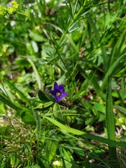 Gentiana dshimilensis