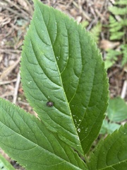 Sambucus racemosa