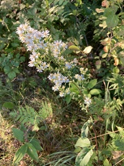 Symphyotrichum urophyllum