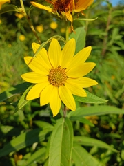 Helianthus grosseserratus