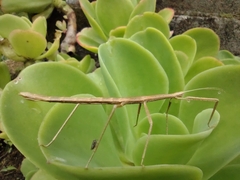 Libethra