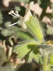 Hyoscyamus albus