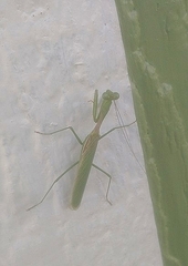 Stagmomantis
