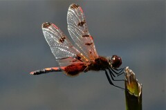 Celithemis elisa