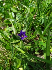Gentiana dshimilensis
