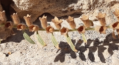 Hyoscyamus albus