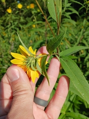 Helianthus grosseserratus