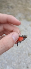 Oedipoda germanica