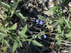 Salvia subincisa