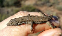 Pedioplanis lineoocellata