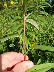 Helianthus grosseserratus