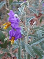 Solanum elaeagnifolium